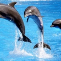 Rezerwat delfinów - Molat